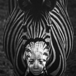 Lost & Translation - Zebra